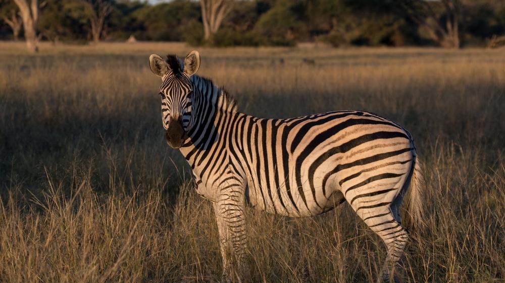 Hwange National Park