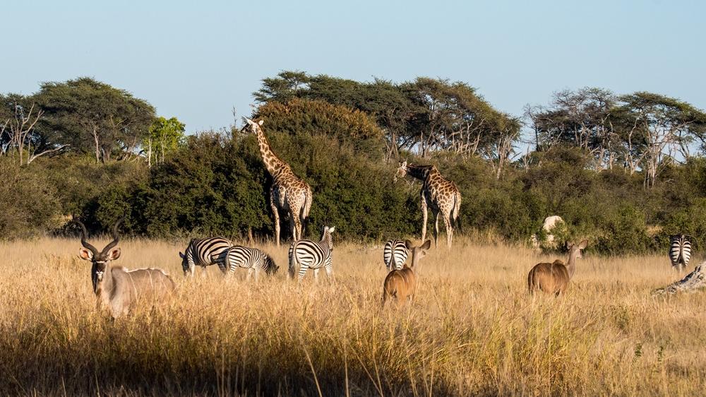Hwange National Park