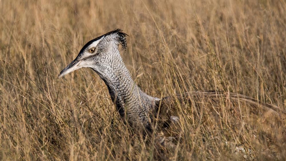 Hwange National Park