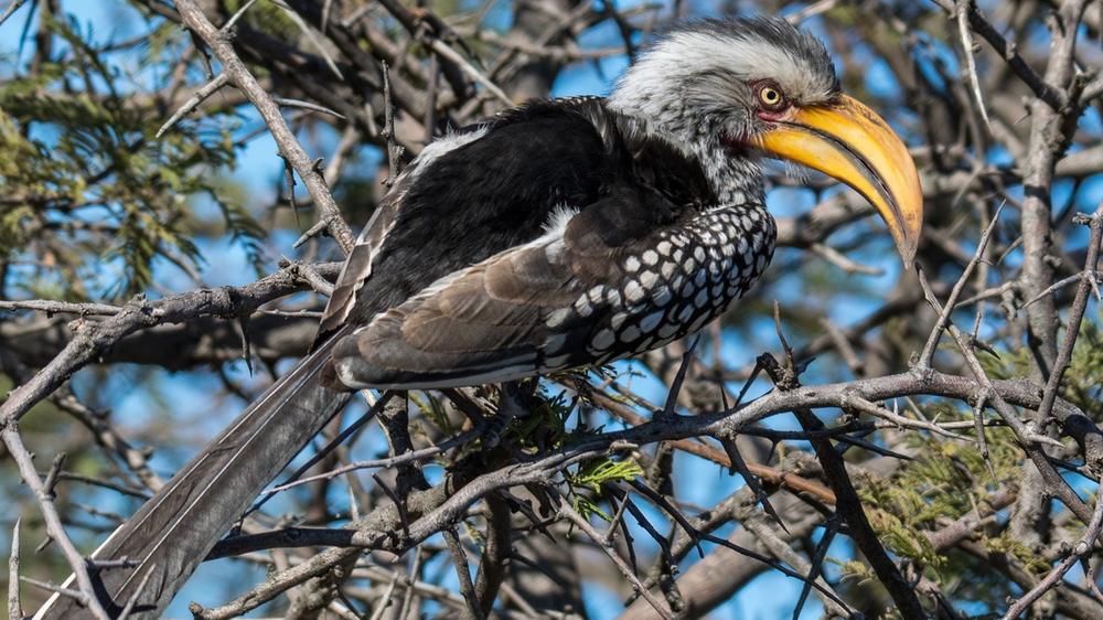 Hwange National Park