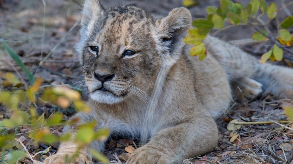 Hwange National Park