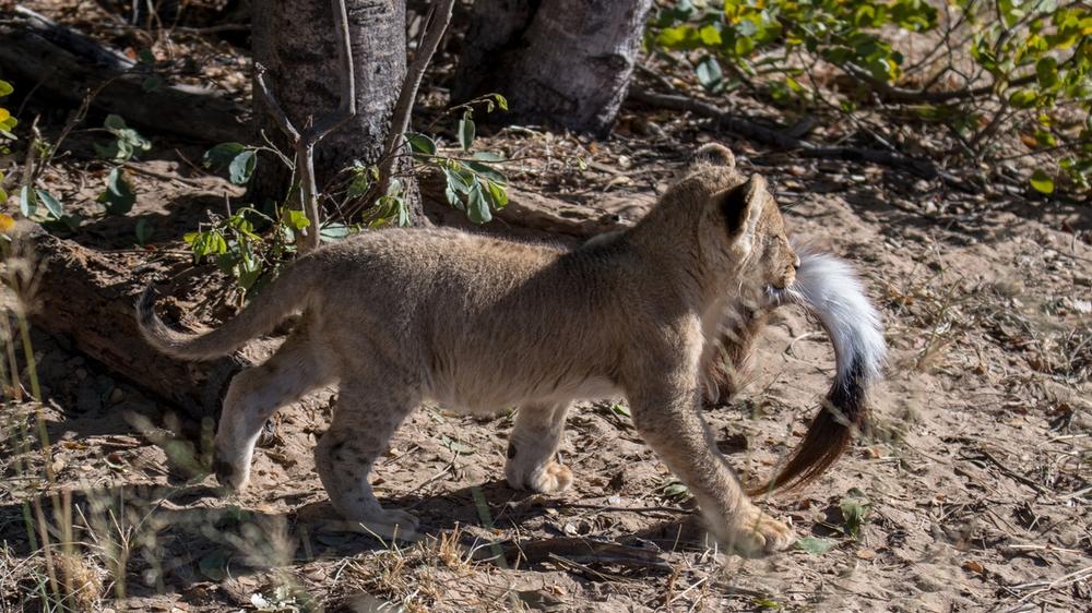 Hwange National Park