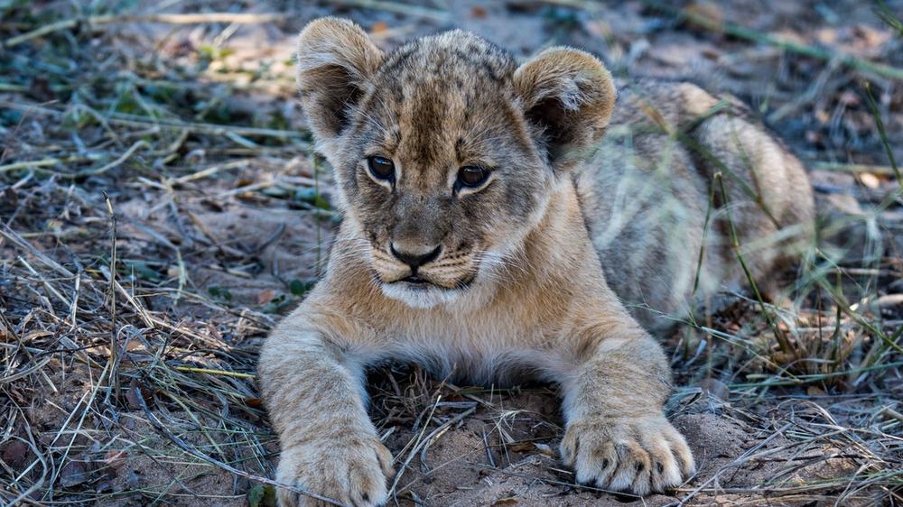 Hwange National Park