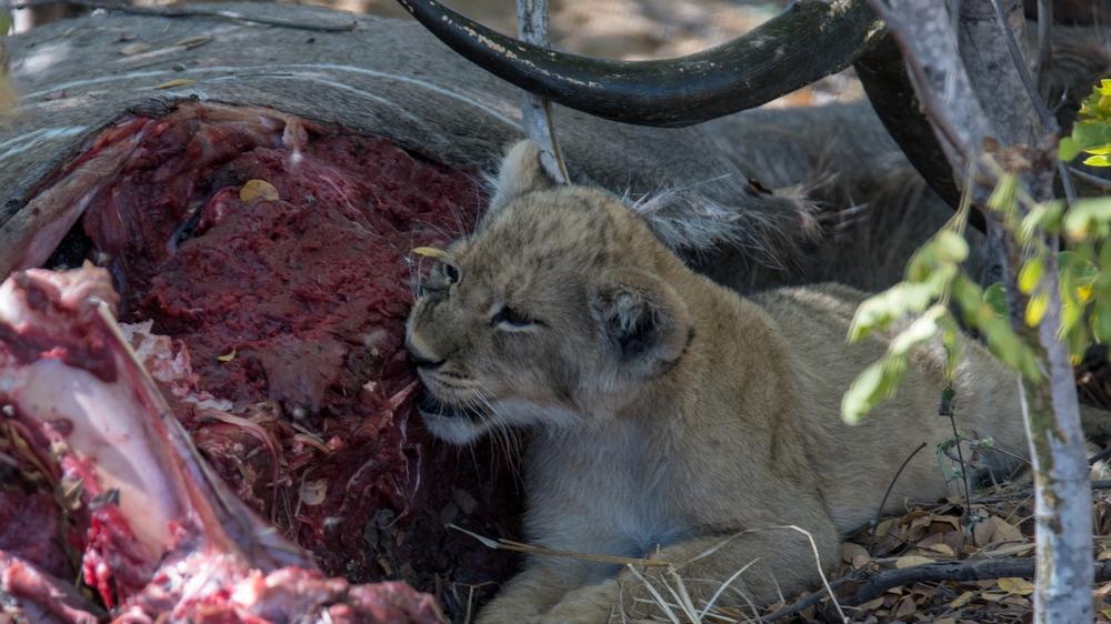 Hwange National Park