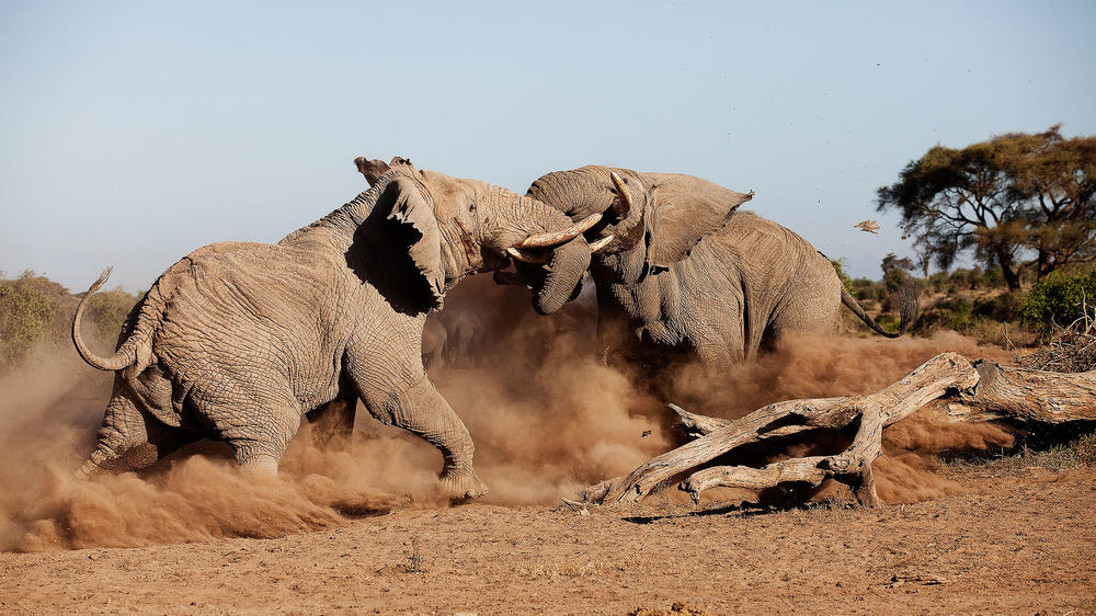 Elewana Tortilis Camp Amboseli