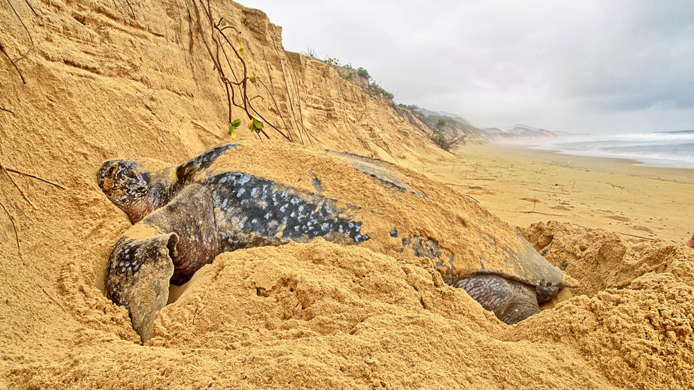 Maputaland Marine Protected Area