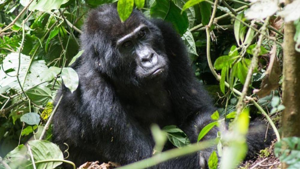 Bwindi Impenetrable Forest National Park