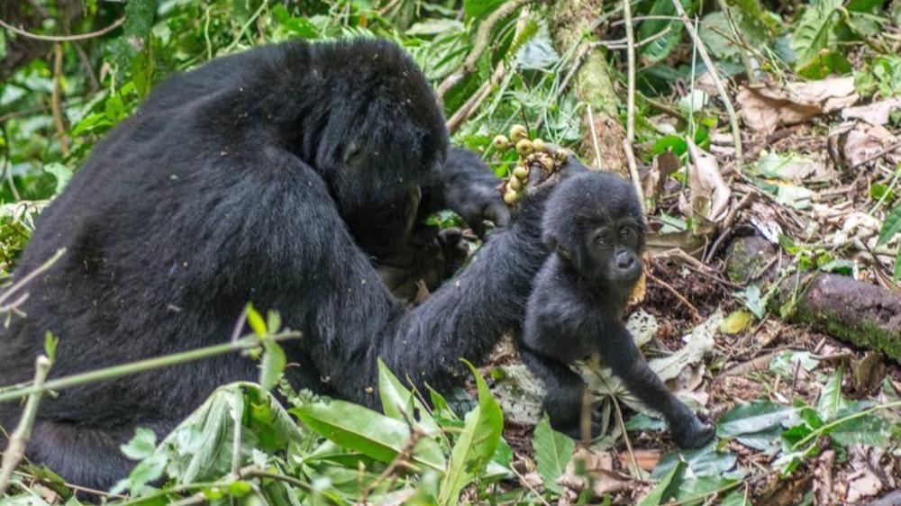 Bwindi Impenetrable Forest National Park