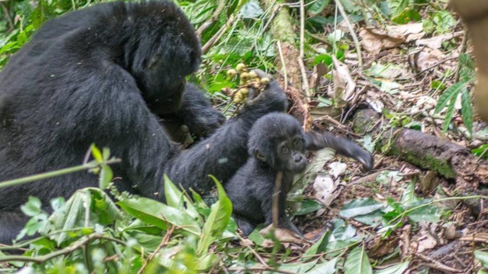 Bwindi Impenetrable Forest National Park