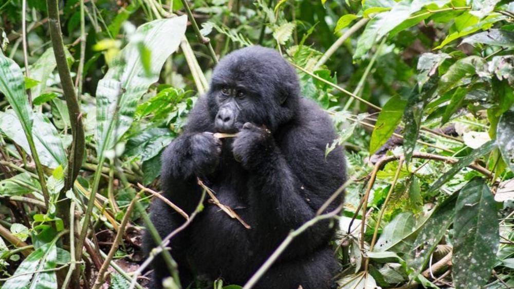 Bwindi Impenetrable Forest National Park