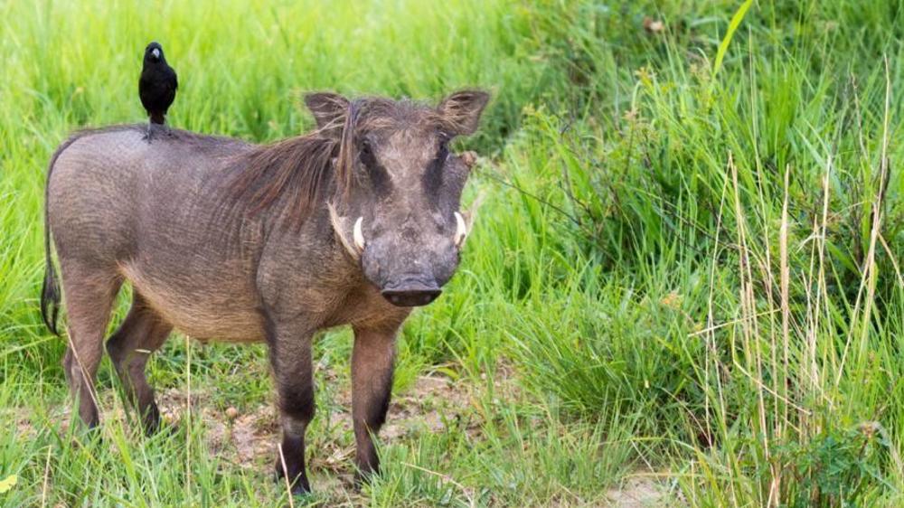 Murchison Falls National Park