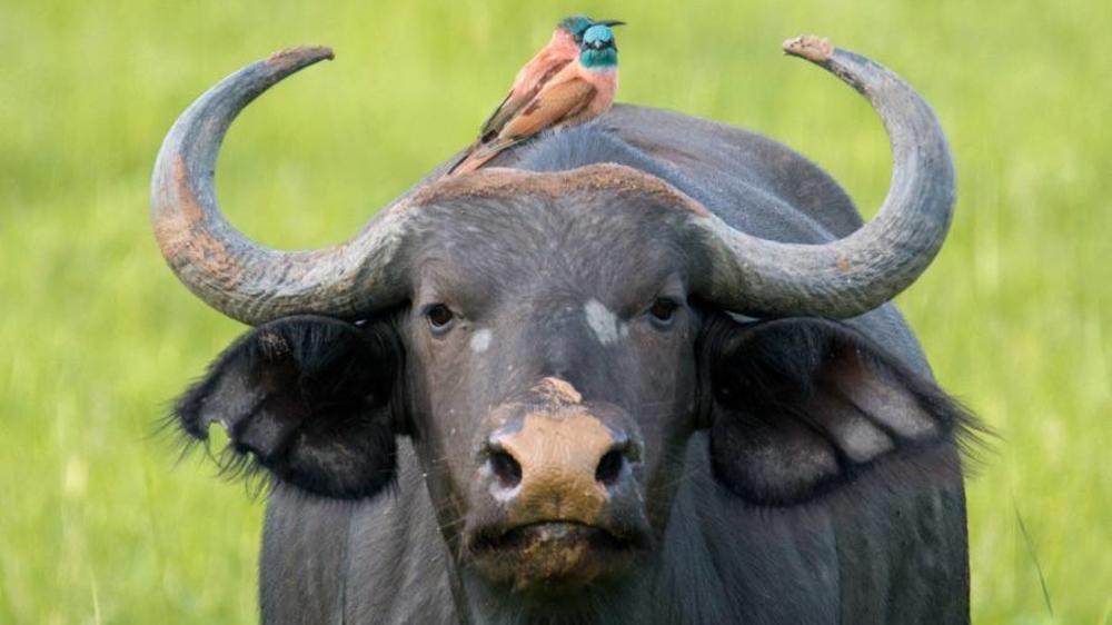 Murchison Falls National Park