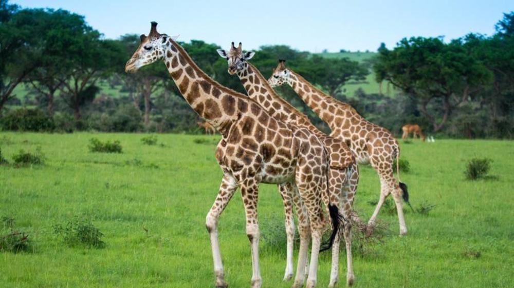 Murchison Falls National Park