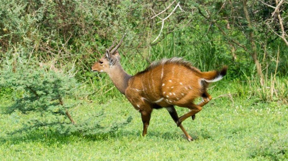 Murchison Falls National Park