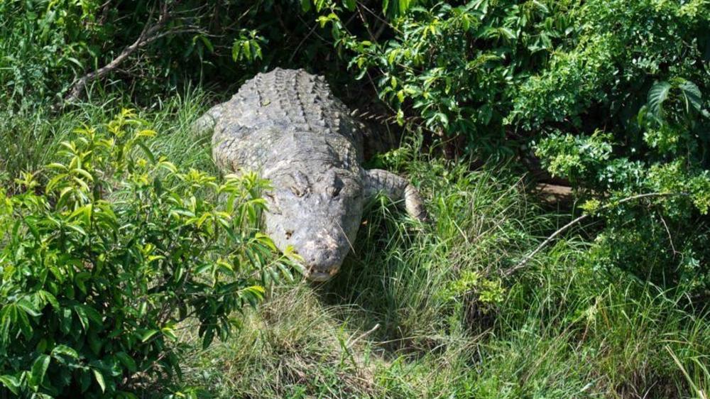 Murchison Falls National Park