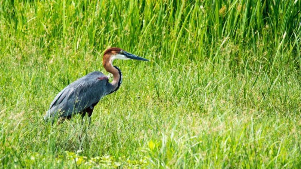 Murchison Falls National Park