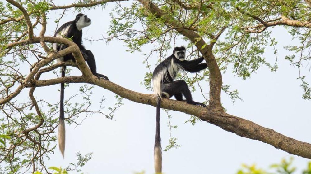 Murchison Falls National Park