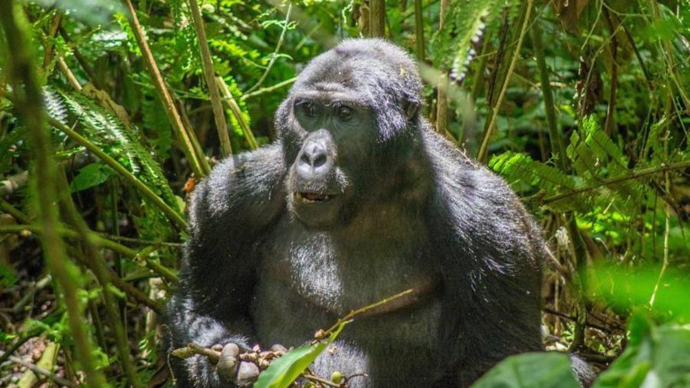 Bwindi Impenetrable Forest National Park
