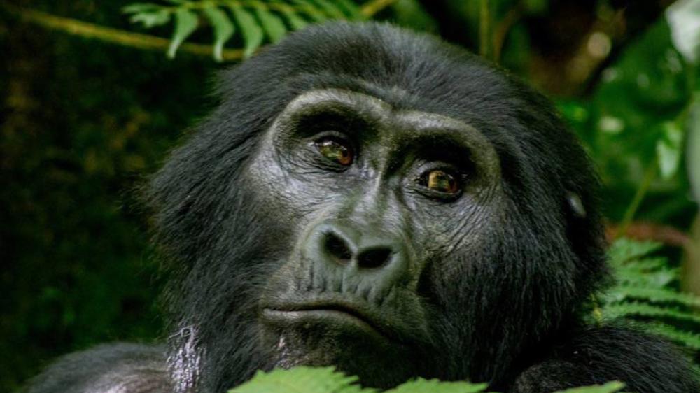 Bwindi Impenetrable Forest National Park