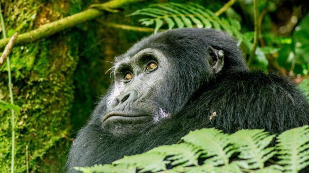 Bwindi Impenetrable Forest National Park