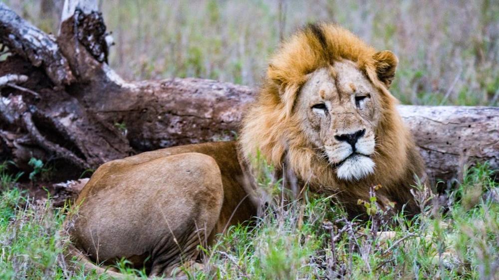 Kruger National Park