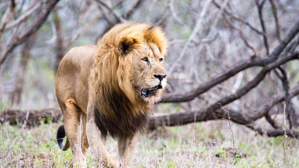 Tremisana Game Lodge