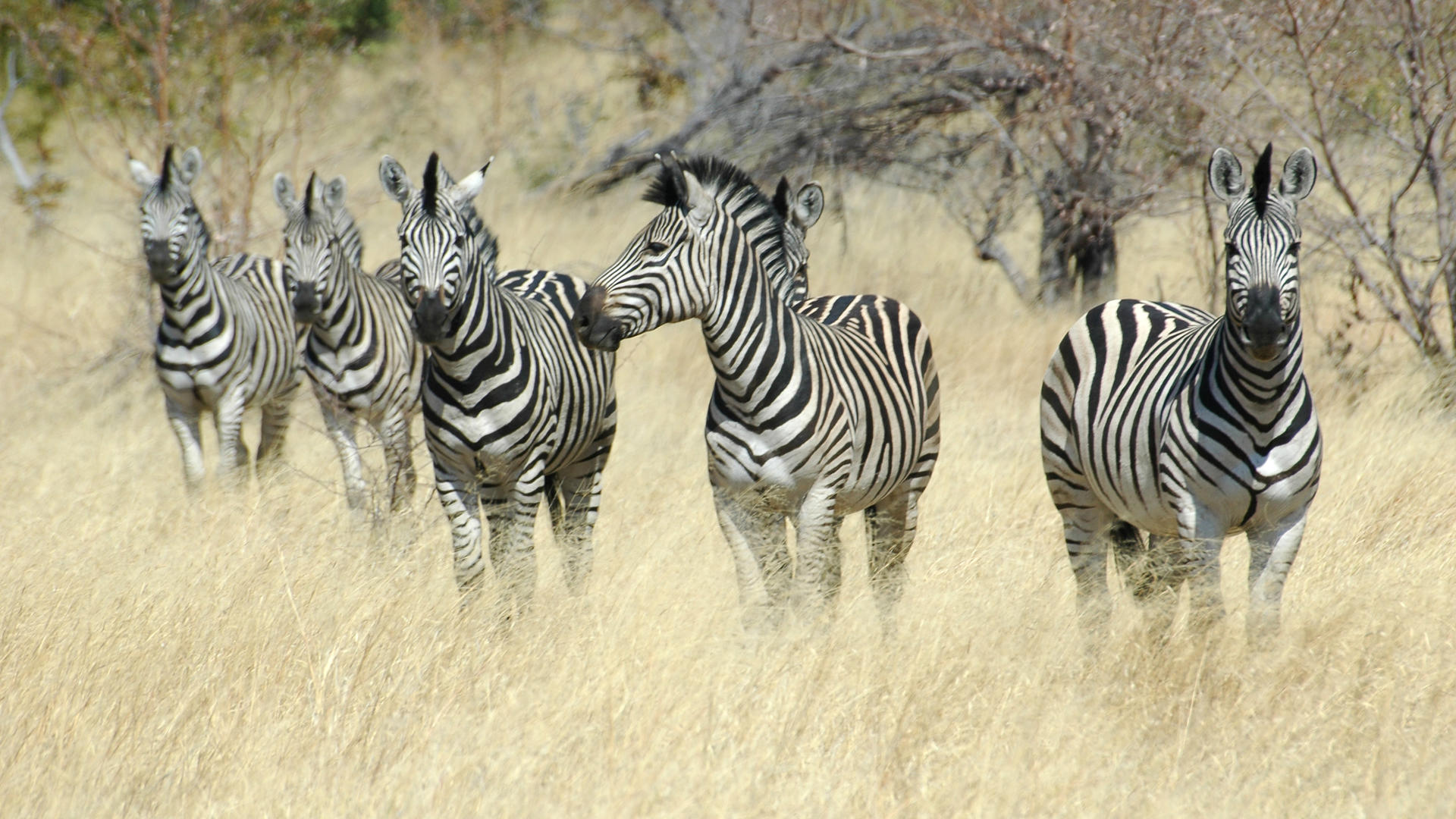 Divava Okavango Resort & Spa
