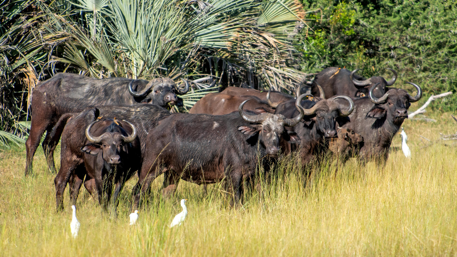 Divava Okavango Resort & Spa