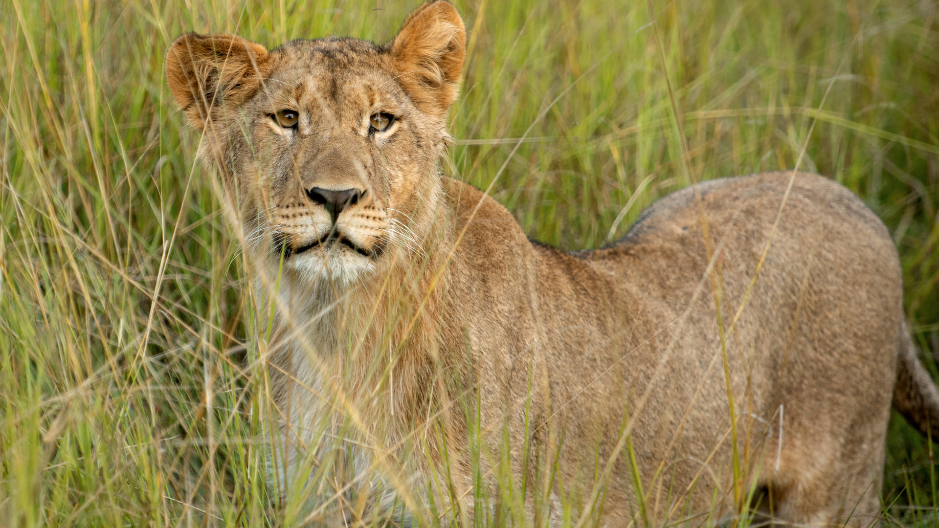 Divava Okavango Resort & Spa