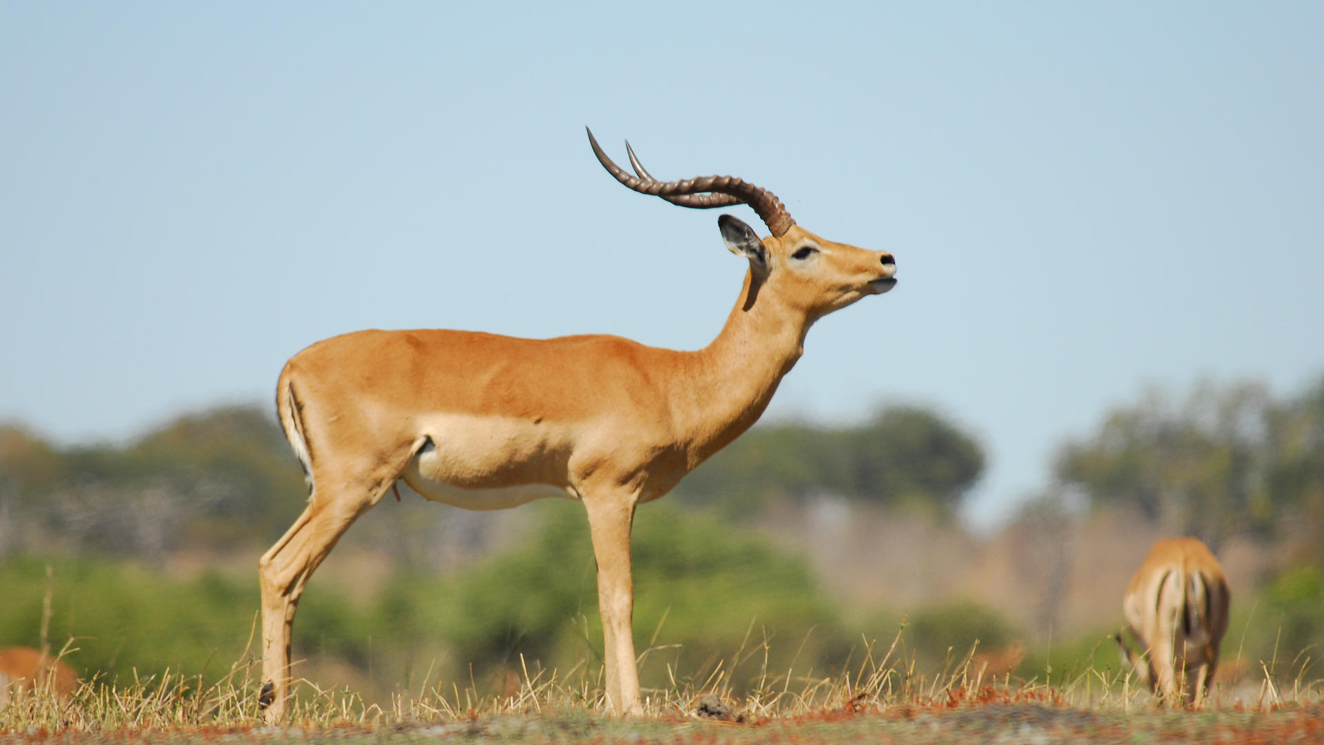 Divava Okavango Resort & Spa