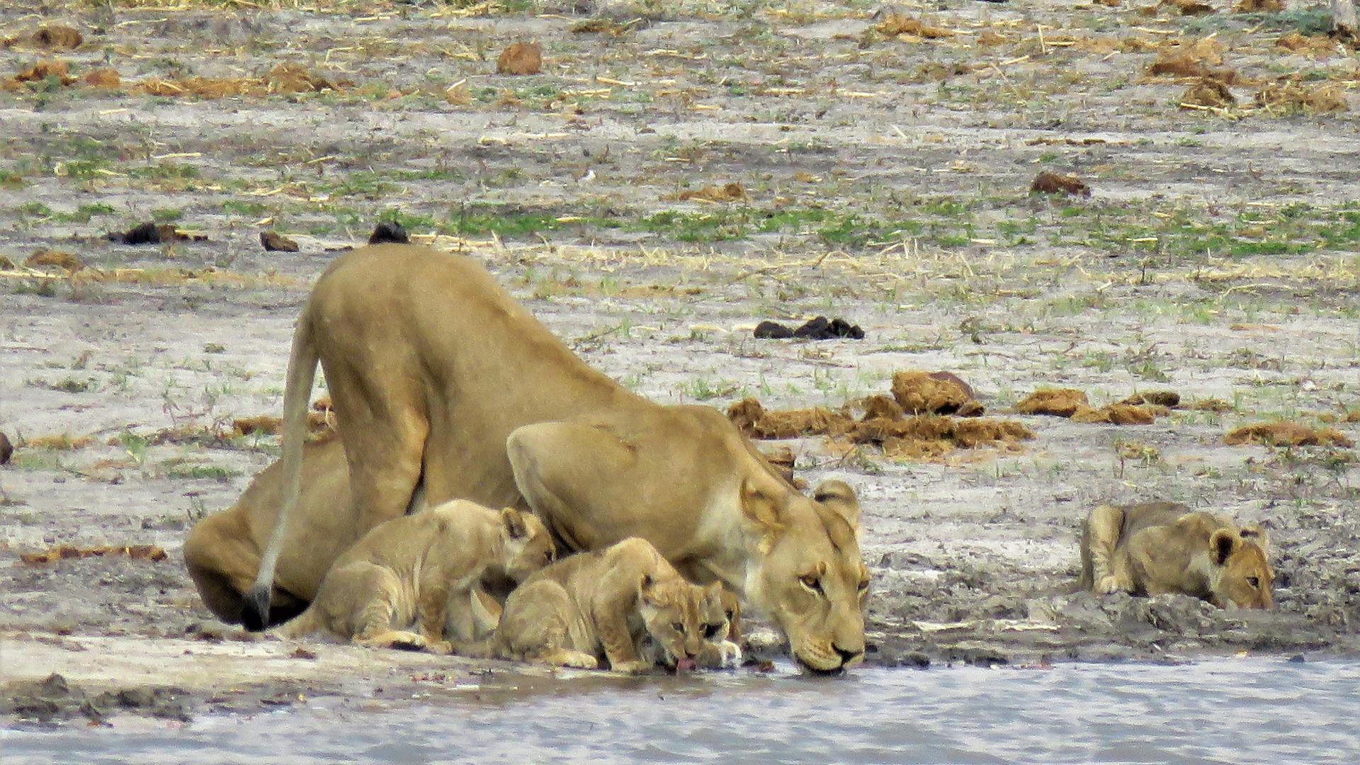 Nogatsaa Pans Chobe Lodge