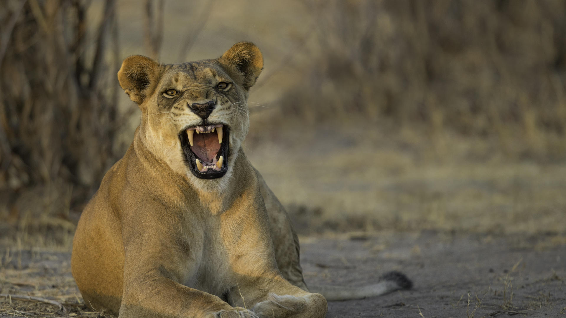 Nogatsaa Pans Chobe Lodge
