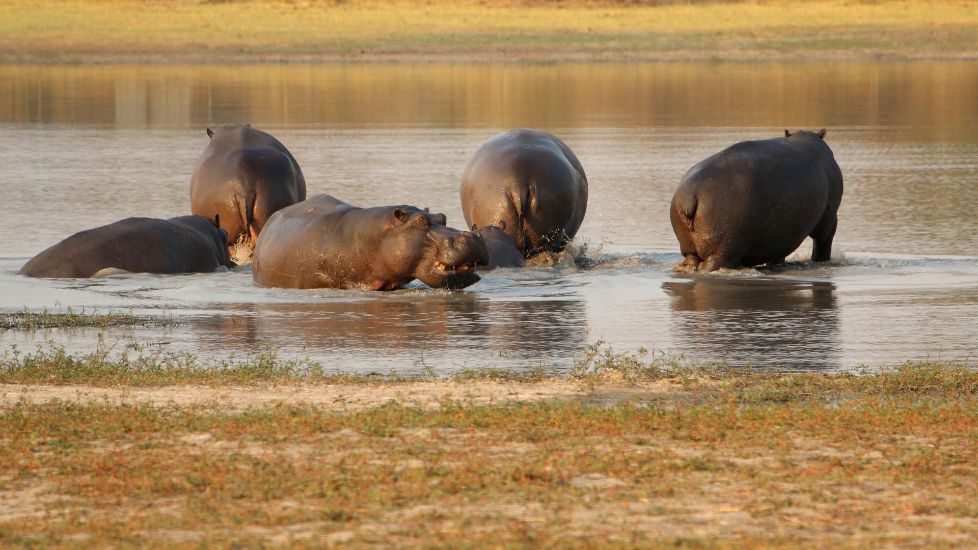 Nogatsaa Pans Chobe Lodge