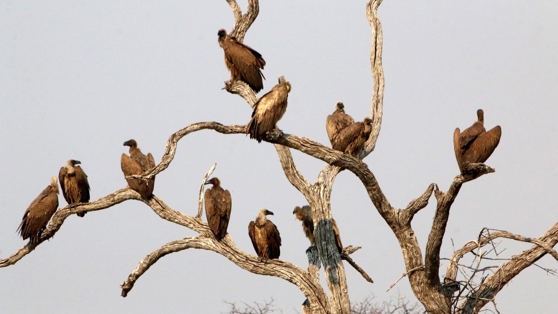 Nogatsaa Pans Chobe Lodge