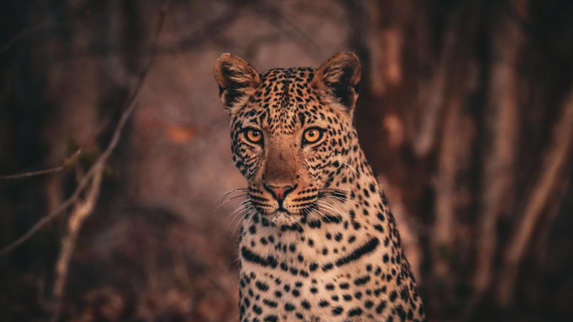 Nogatsaa Pans Chobe Lodge