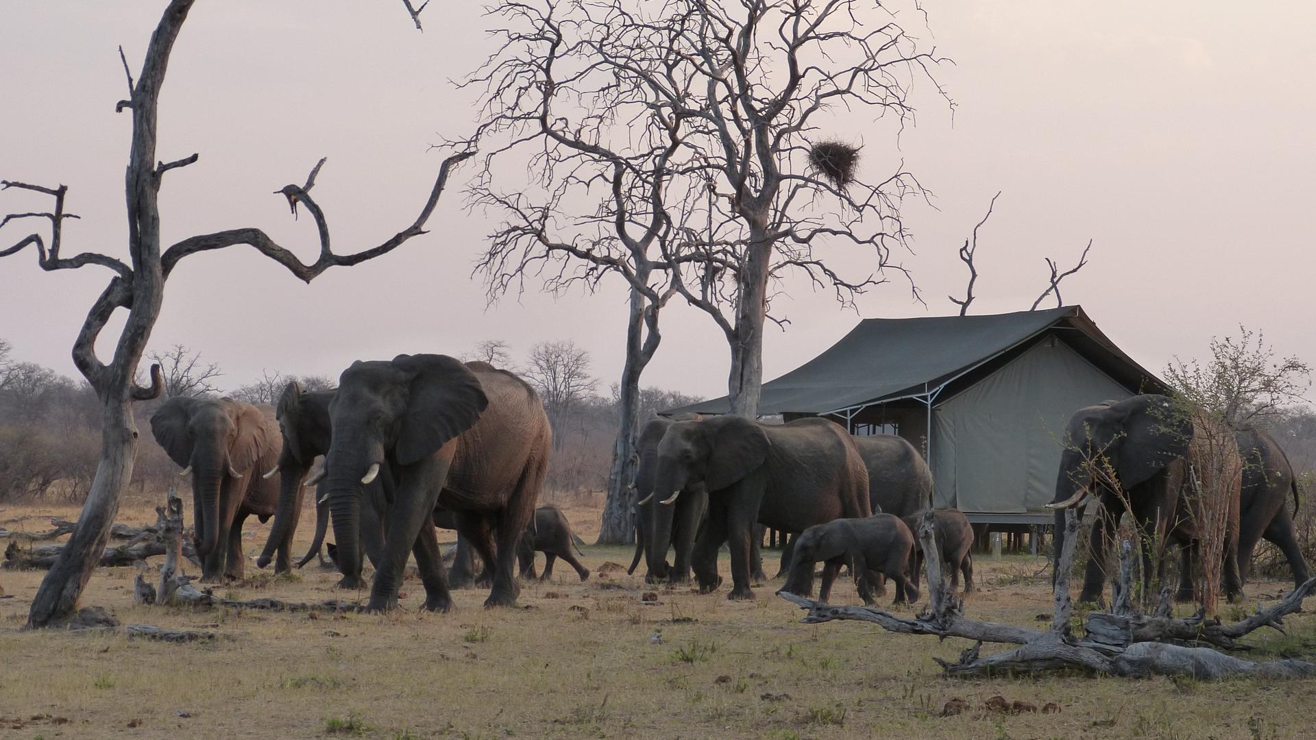 Nogatsaa Pans Chobe Lodge