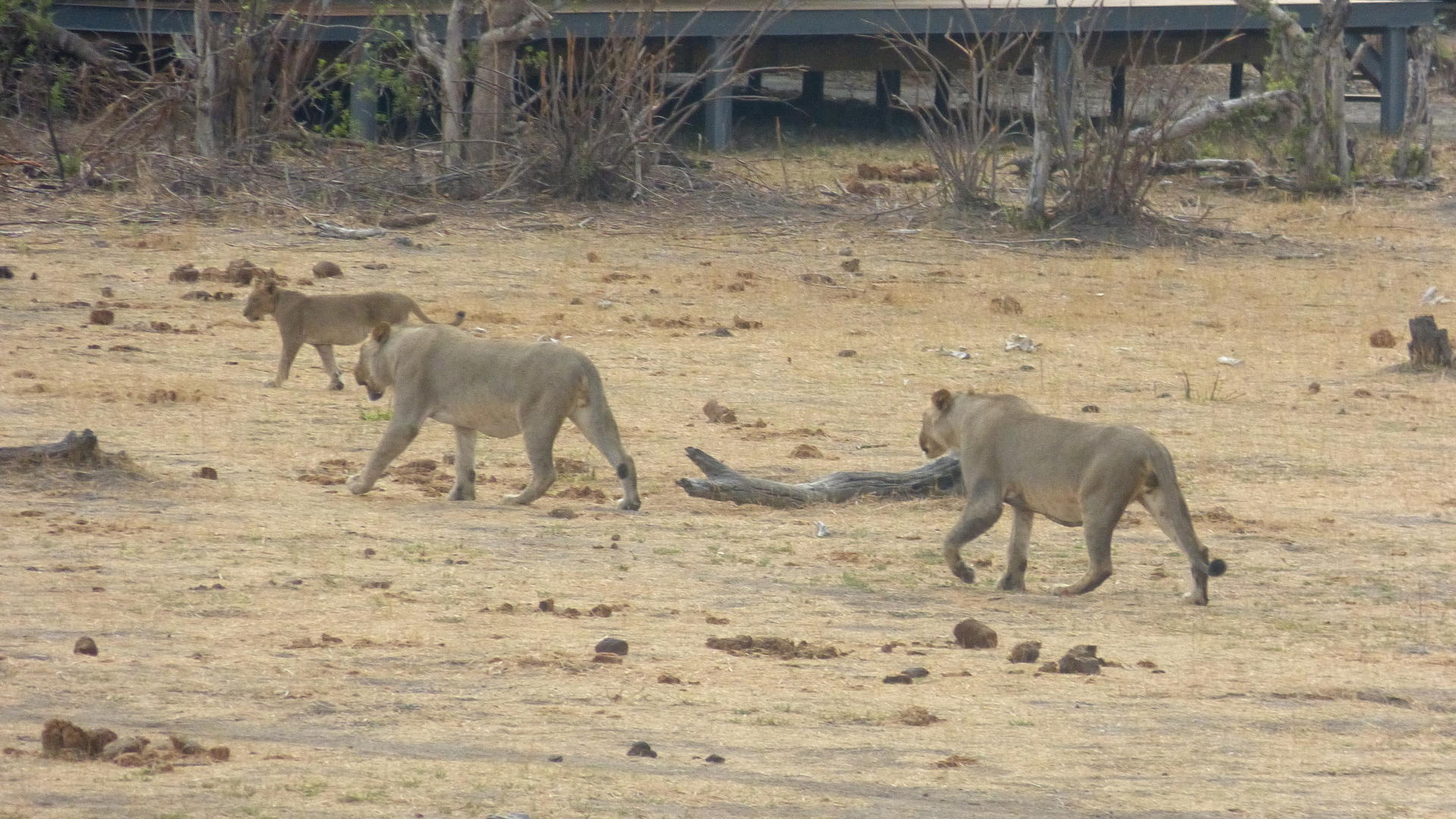 Nogatsaa Pans Chobe Lodge