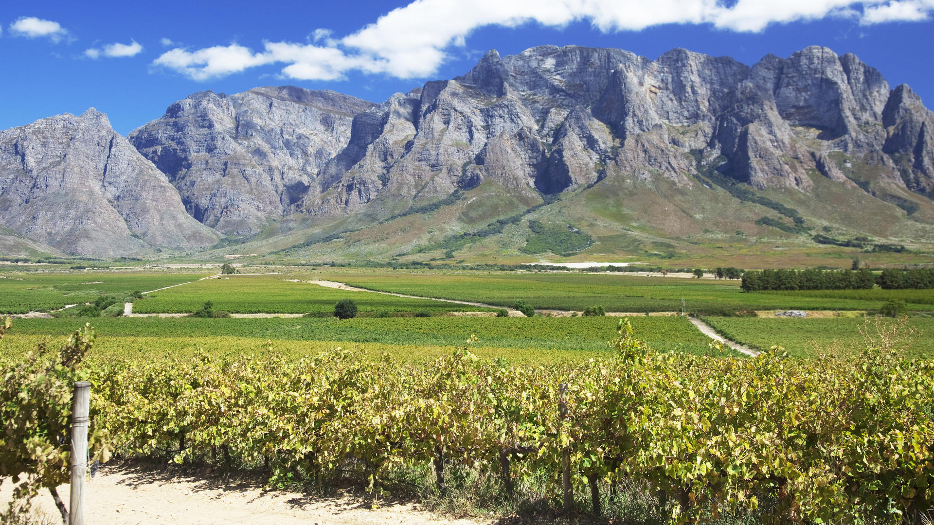 The Darling from Darling Steps into the Vineyard – Cape Wine Lovers' Society