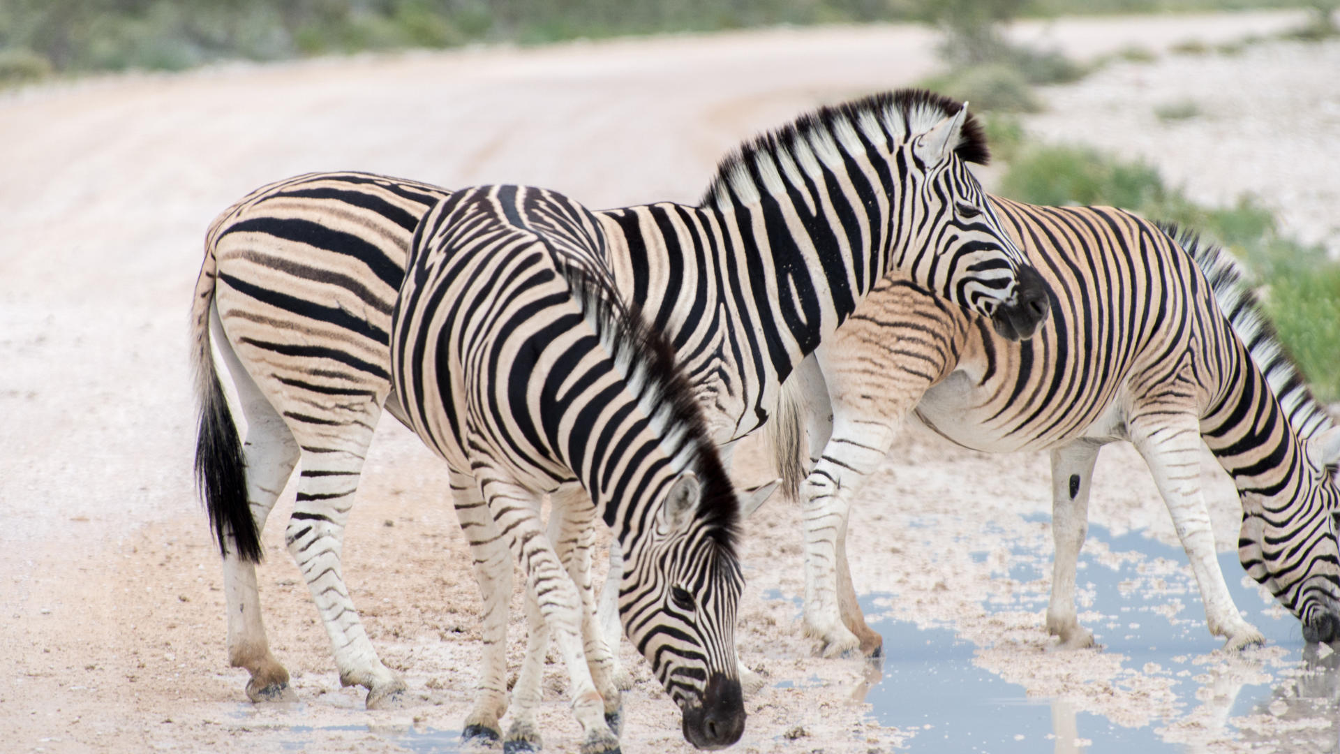 Etosha Safari Camp — view 8