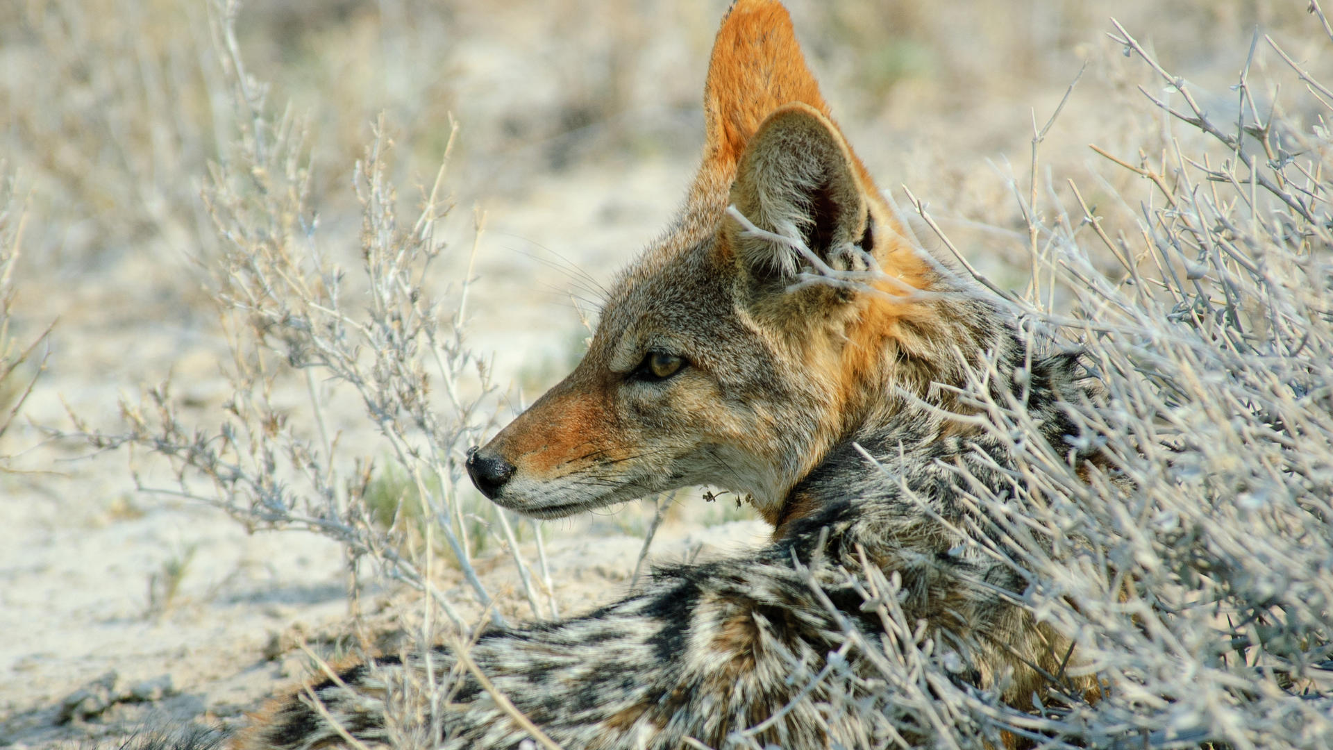 Etosha Oberland Lodge — view 8