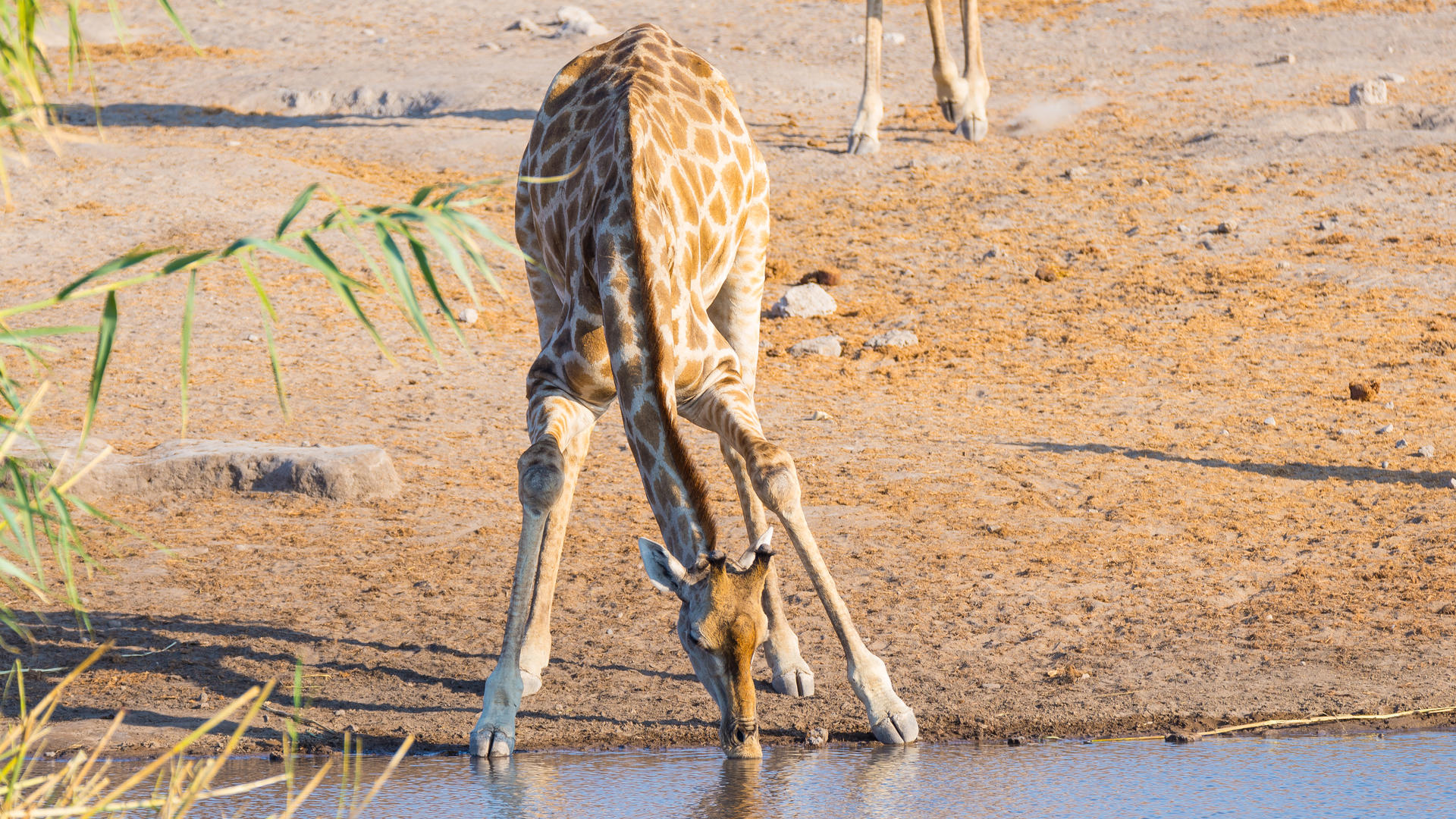 Etosha Oberland Lodge — view 7