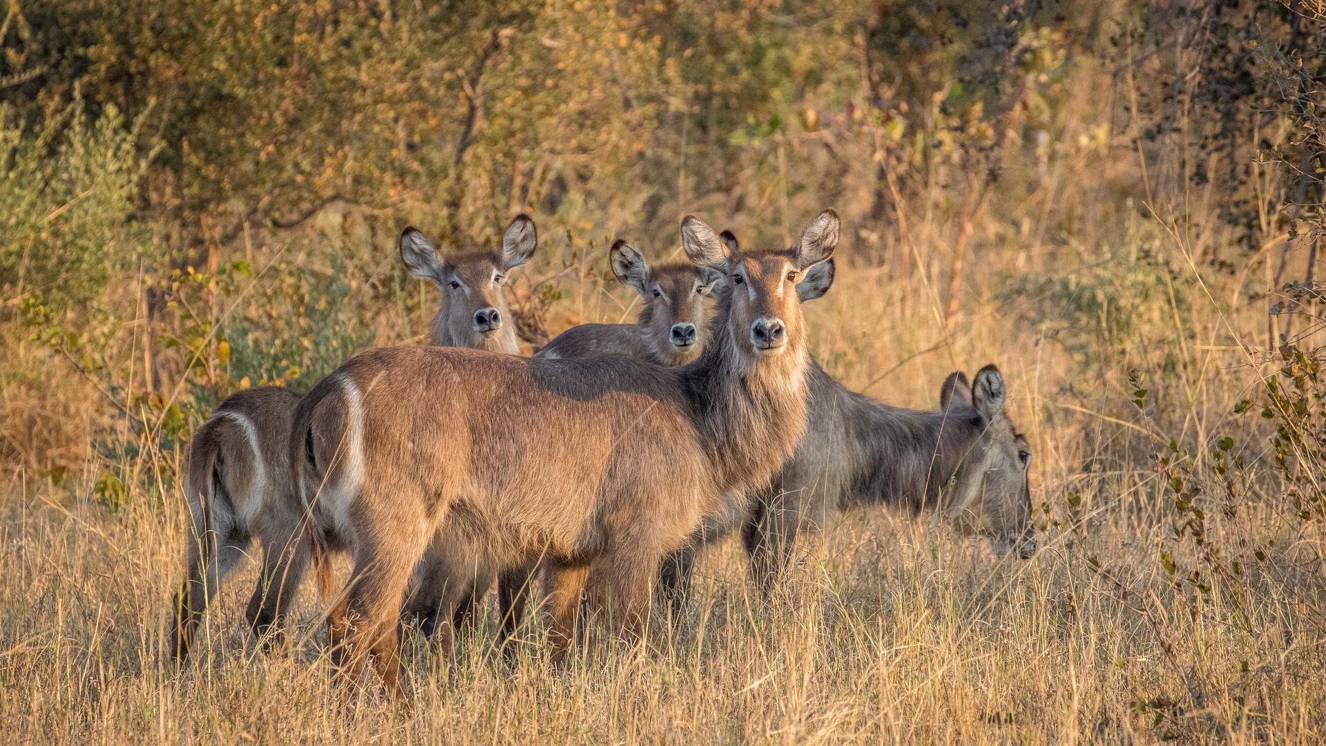 Mpala Jena