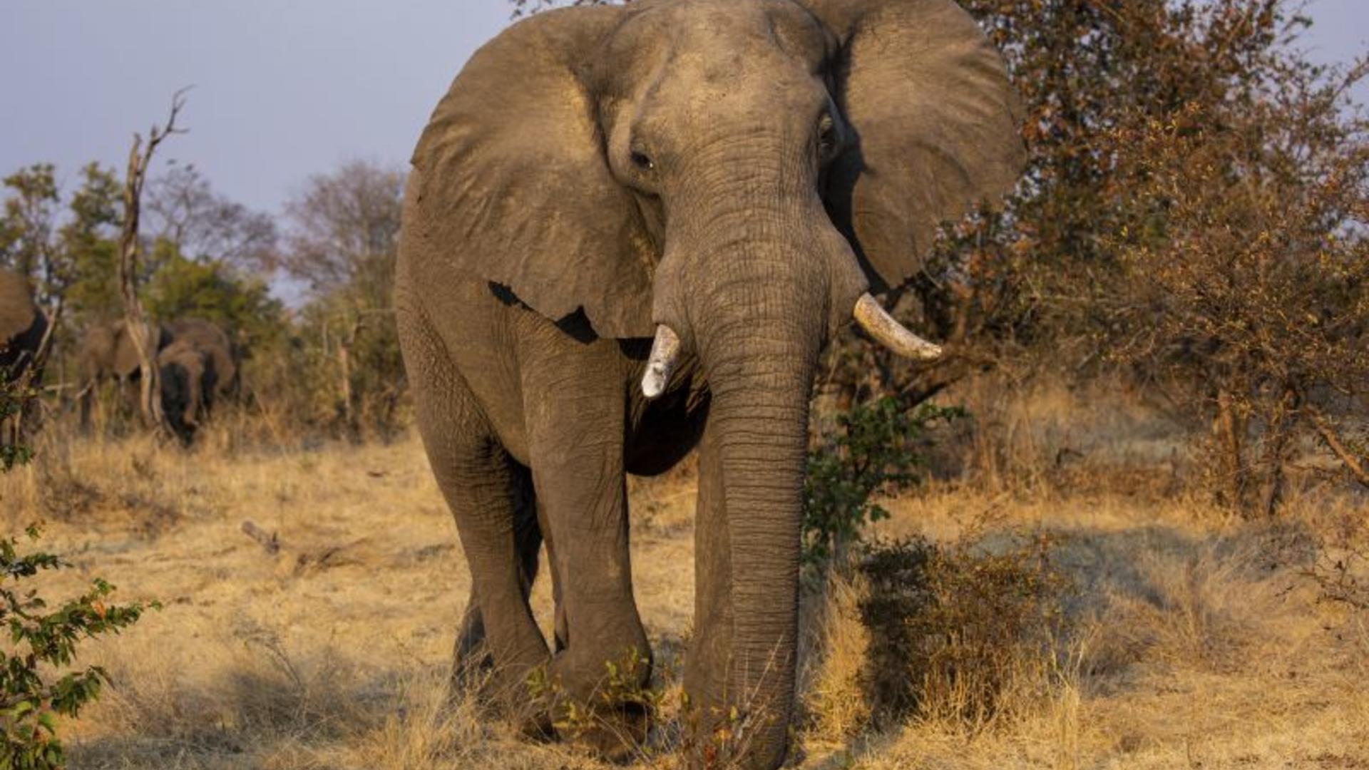 Mpala Jena
