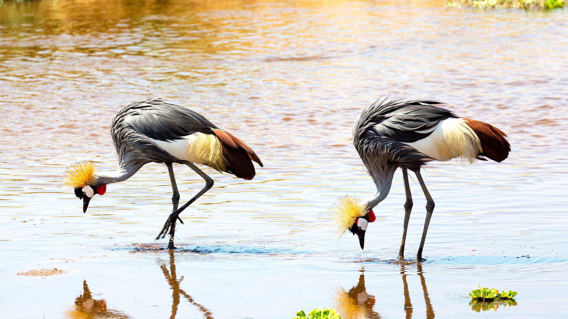 Ruaha National Park