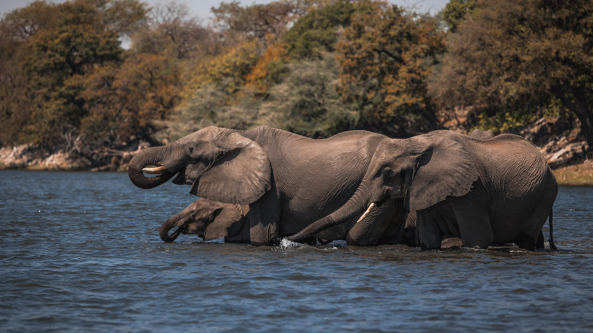 Zambezi Queen