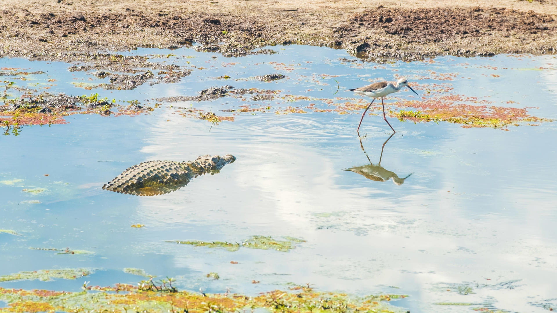 Chobe Water Villas Zambezi