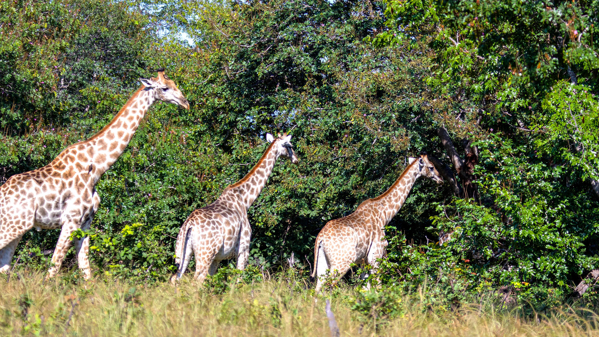 Nambwa Tented Lodge