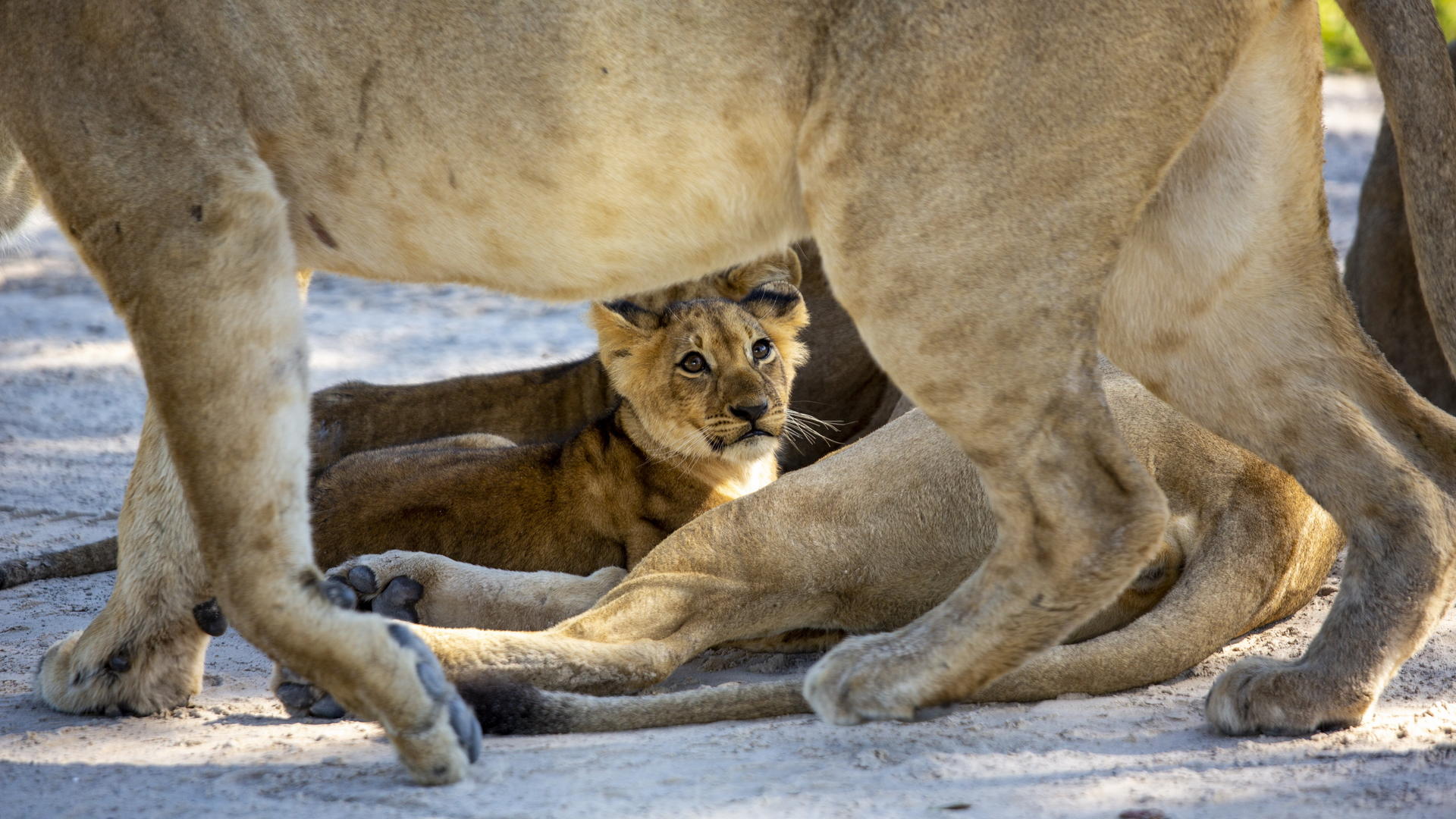 Little Sable