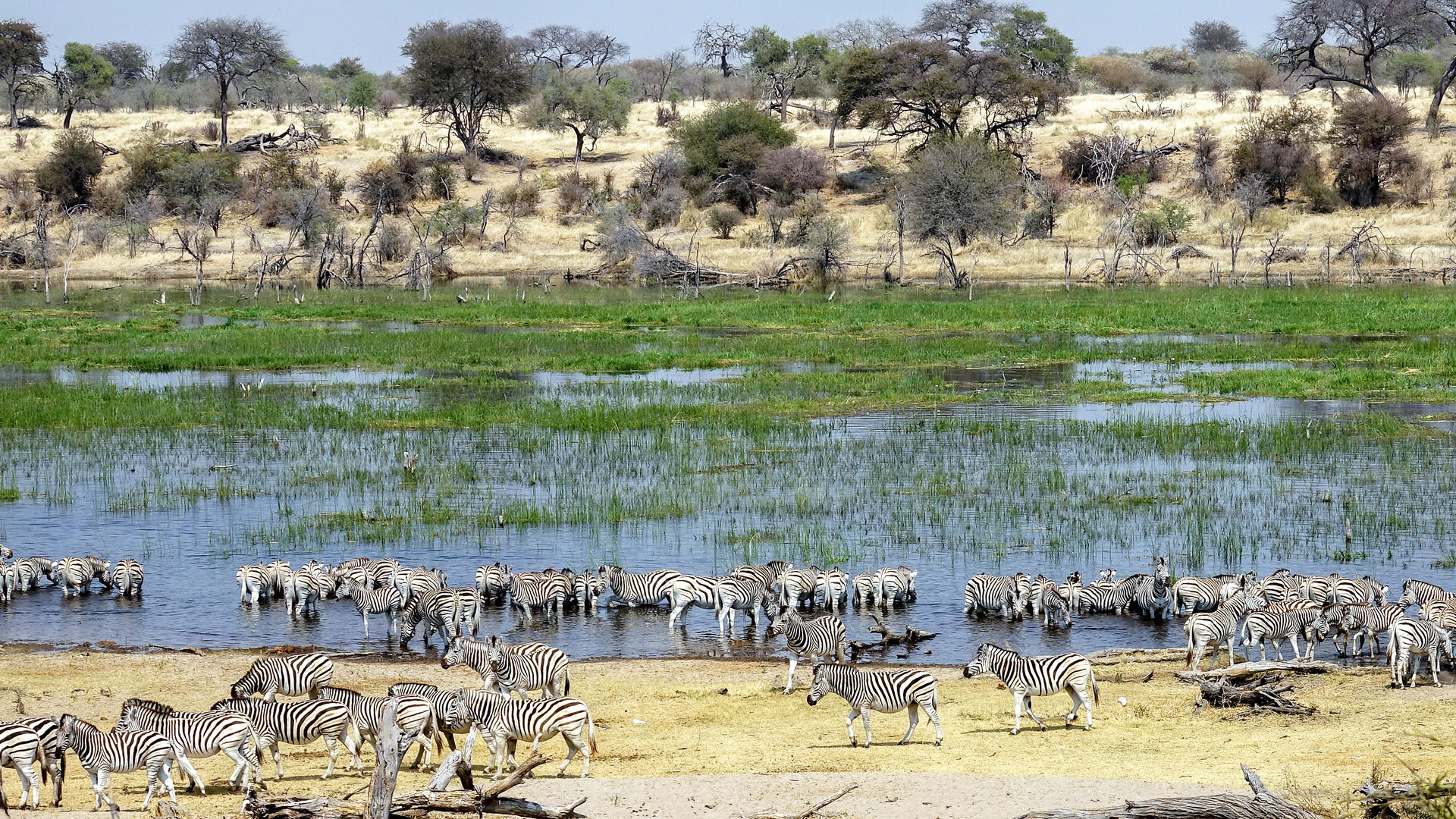 Boteti River - Makgadikgadi Pans National Park