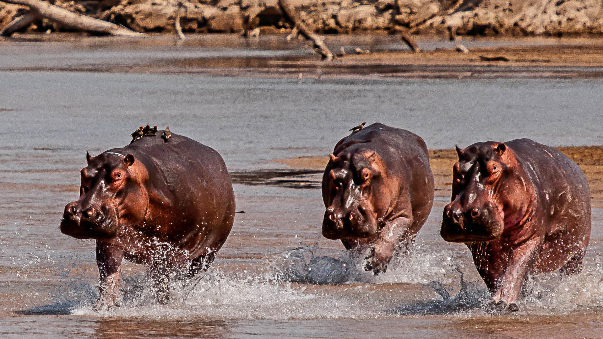 Wild Zambia